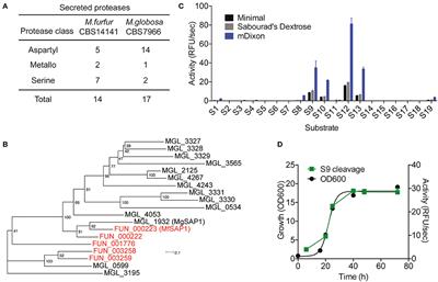 Identification of Malassezia furfur Secreted Aspartyl Protease 1 (MfSAP1) and Its Role in Extracellular Matrix Degradation